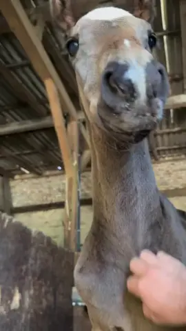 A post by @patrick.thomalla on TikTok caption: 🥹 Langsam taut sie auf 🥹 Meine kleine kecke Püppi 🥹 #foal #fohlen #baby 