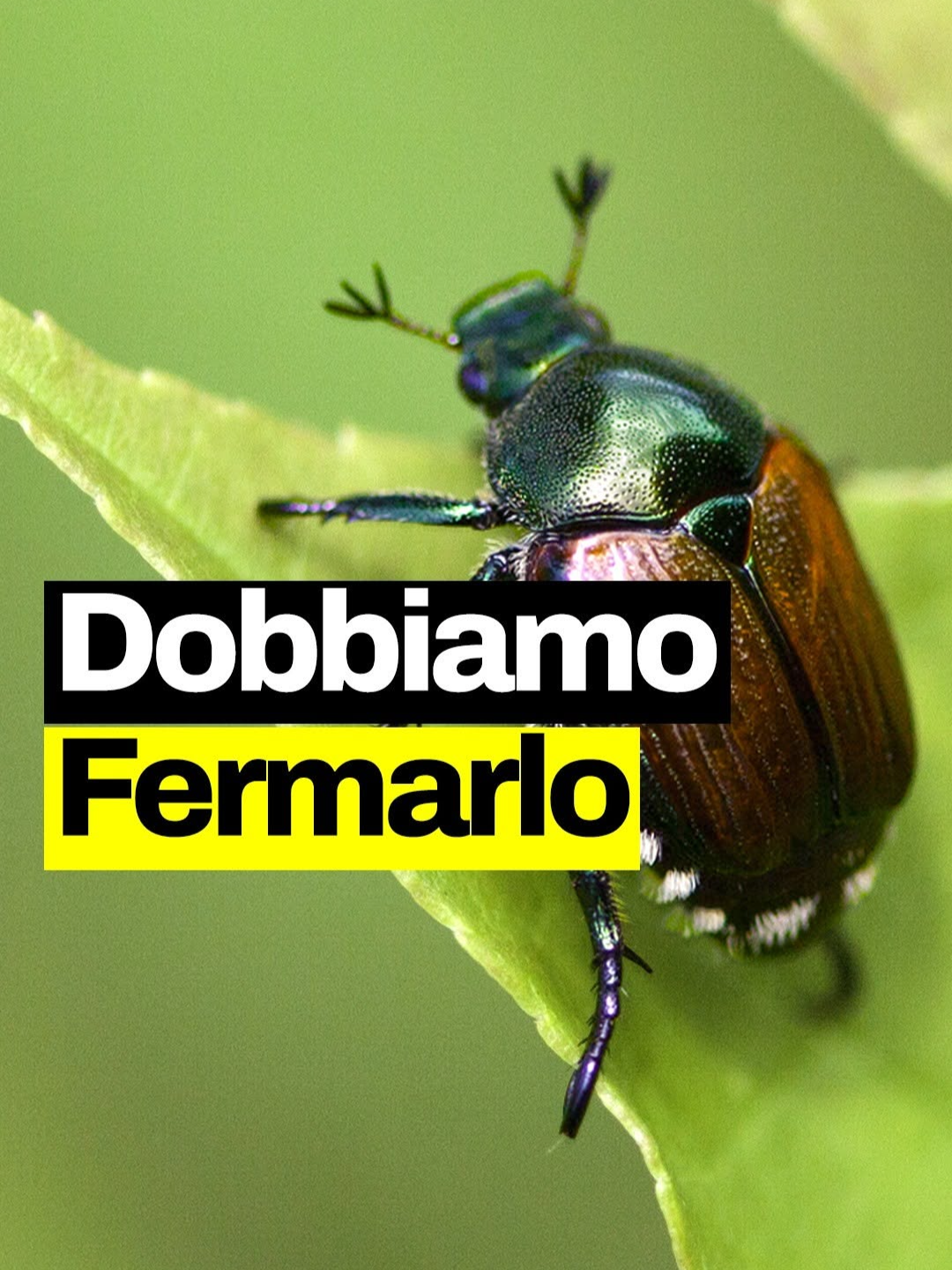 A post by @geopop on TikTok caption: Questo insetto invasivo sta devastando le coltivazioni in tutta la Lombardia e Piemonte: stiamo parlando della Popillia japonica. Ma perché sta causando così tanti problemi? Come possiamo riconoscerlo? E cosa possiamo fare per limitare i suoi danni? #geopop #biologia #insetti #popilliajaponica #scienze  #imparacongeopop #figononlosapevo #losapeviche  #geopopit
