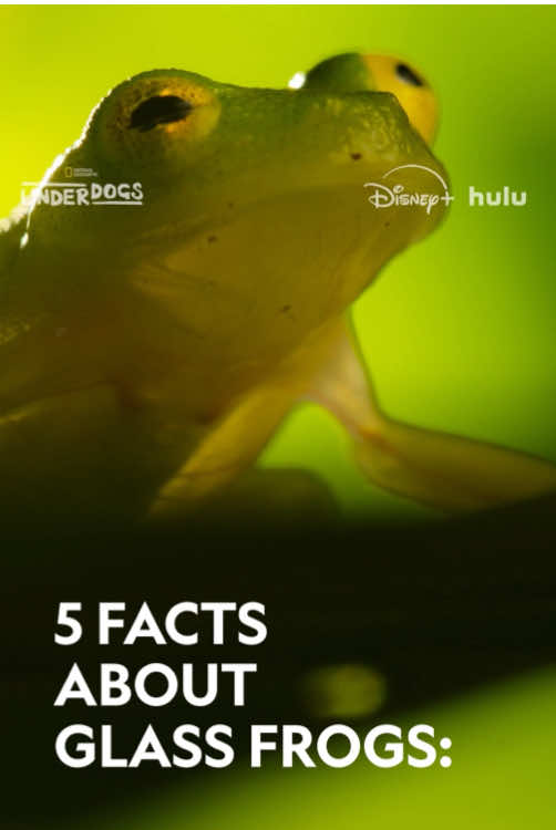 A post by @natgeo on TikTok caption: With their unusual camouflage skills, it can be hard to spot a glass frog in the wild—but there are other ways to get to know them 🐸 Watch #Underdogs, Sundays at 9/8c on National Geographic TV. Now streaming on @Disney+ and @hulu.