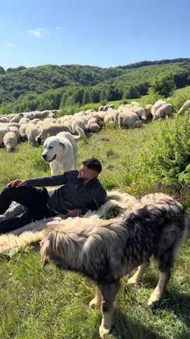 A post by @sterpiancu on TikTok caption: Ciobănie ciobănie, tu ne-ai fost copilărie.❤️🐑