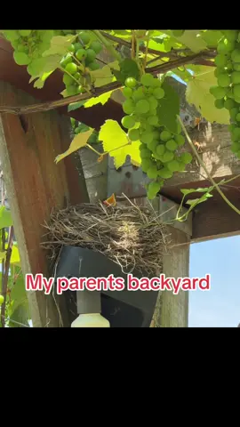 A post by @tanklucca on TikTok