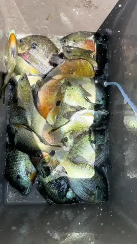 A post by @kody._kennedy on TikTok caption: Catfish Candy #fishing #fishinglife #catfish #catfishing #flathead 