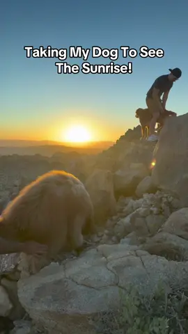 A post by @brodiethatdood on TikTok caption: I woke Brodie up at 5am to catch the sunrise! @adventuringwithnala #dogdad #adventuredog #goldendoodle 