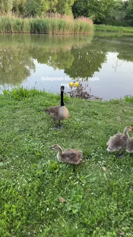 A post by @songuluzuntas on TikTok