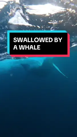 A post by @scubadan_ on TikTok caption: Did you know one of the biggest ocean fears is getting swallowed by whale? Well luckily for scuba Dan, it’s nearly happened on various occasions. I mean, would you expect anything less? 😂 