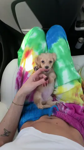A post by @winston_da_ween on TikTok caption: Reminiscing on the worst day of my life in honor of #nationaldachshundday 