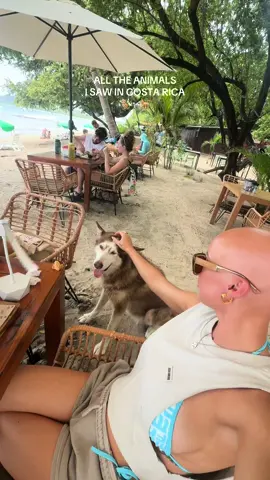 A post by @chl0ebean on TikTok caption: It took everything in me to not adopt all of the dogs I saw 😭😭❤️ #costarica