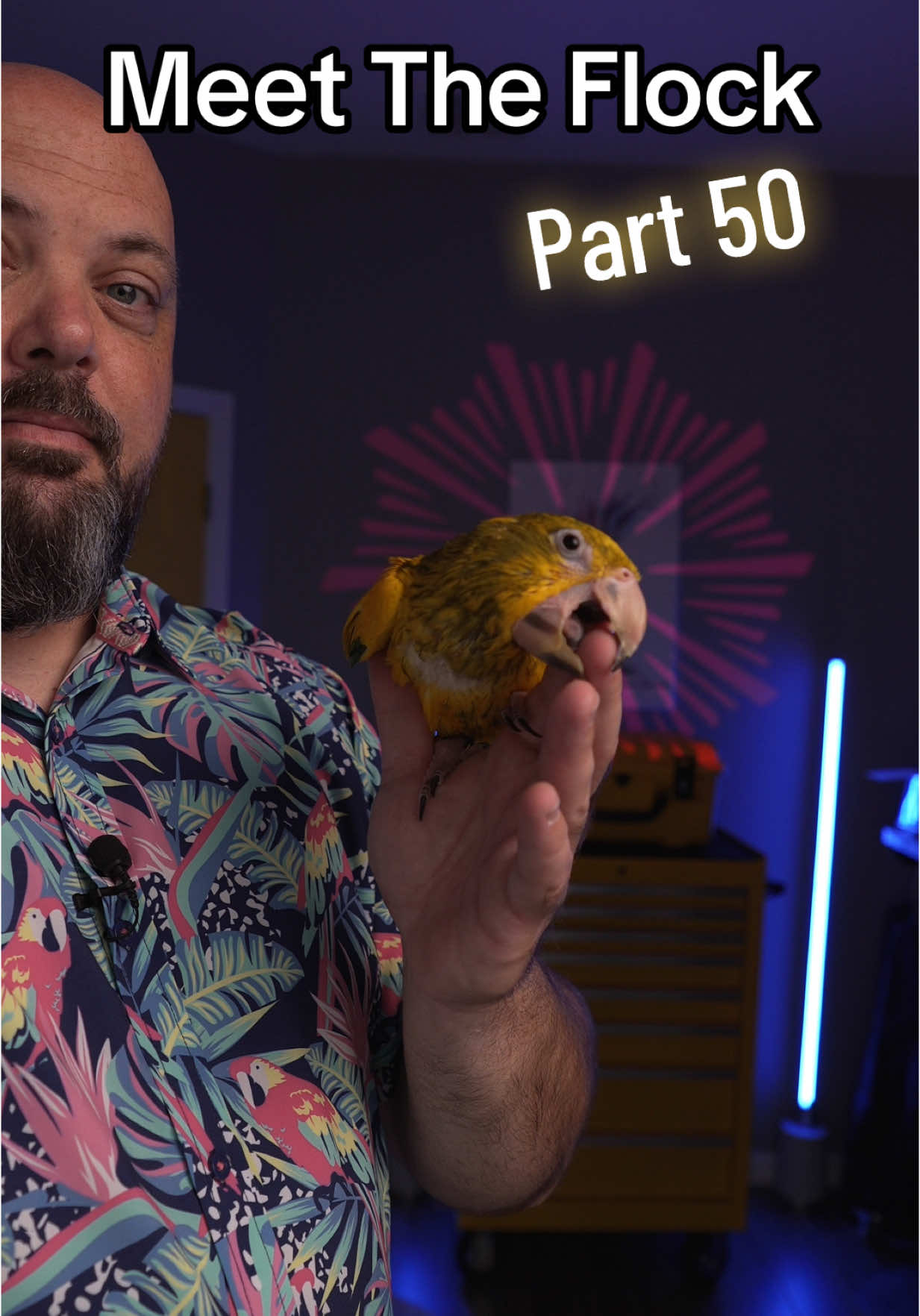 A post by @blueplanetpets on TikTok caption: Meet The Flock Part 50: Wheezie #parrot #conure #goldenconure #petbird #pets #aviculture 