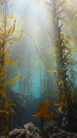 A post by @natgeotv on TikTok caption: There's an entire underwater world just waiting to be explored 💛 🎥: Ocean with David Attenborough