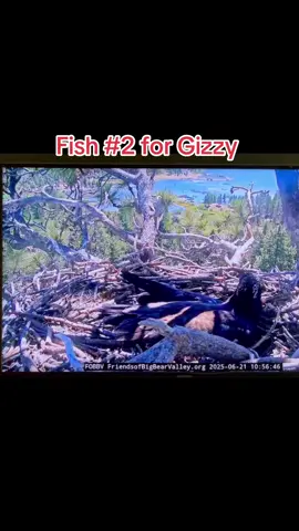 A post by @tanklucca on TikTok caption: #jackieandshadow #gizmo #bigbearcalifornia 