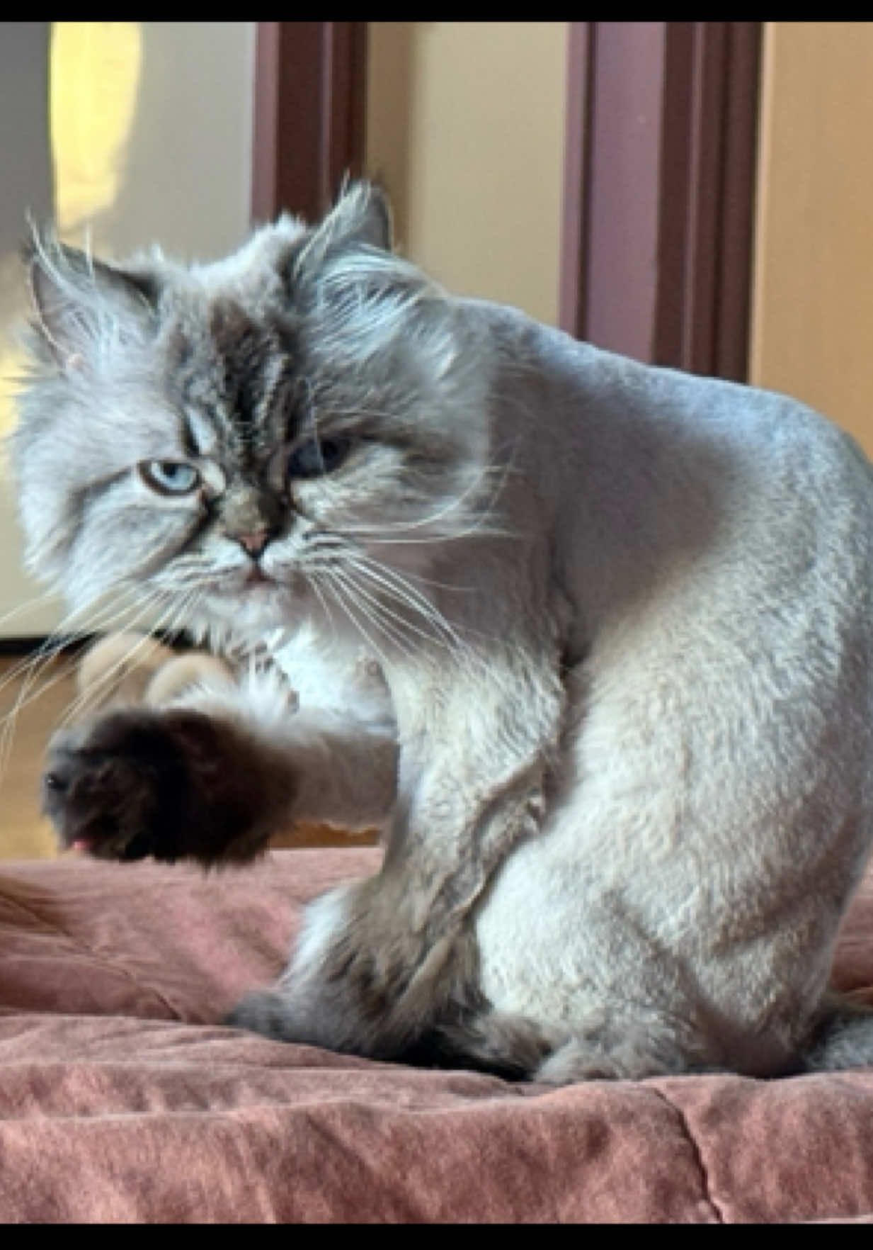 A post by @quenblackwell on TikTok caption: Miso got a BAD haircut. 
