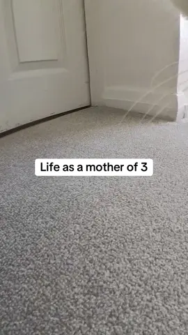 A post by @kittenheavenpov on TikTok caption: Stressful 😅 #catsoftiktok #catspov #catcam #catswithcameras 