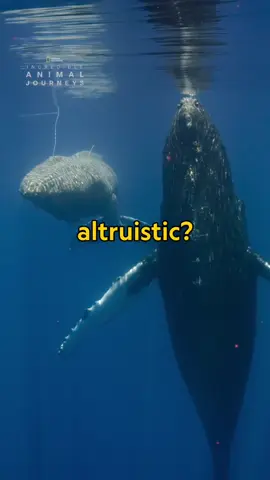 A post by @natgeo on TikTok caption: Are whales empathetic? Throughout history, these giants of the sea have been seen altruistically supporting one another in times of need, which researchers believe is a form of affective empathy—where the whale recognizes an emotional state, such as distress, without experiencing it themselves.  Discover more about altruistic whale behaviors at the 🔗 in bio. #IncredibleAnimalJourneys is now streaming on @Disney+. 