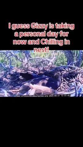 A post by @tanklucca on TikTok caption: #jackieandshadow #bigbearcalifornia #gizmo 