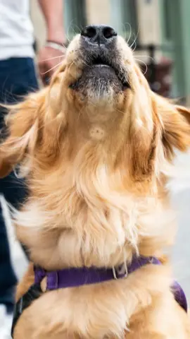 A post by @thedogist on TikTok caption: George’s favorite snack is new sunglasses #thisdogwillchangeyourlife #dogs #nyc 