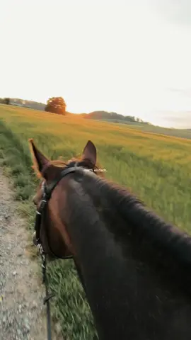 A post by @vannyleinchen on TikTok caption: 🐴das glück auf erden.... #horse #Lifestyle #deutschesreitpony #warmbloodhorse #Summer 