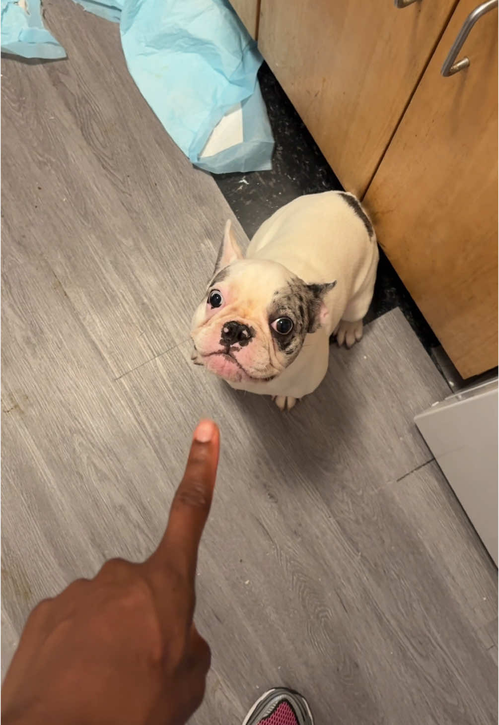A post by @tomtomaldon on TikTok caption: GET THIS DOG !!!! #fyp 