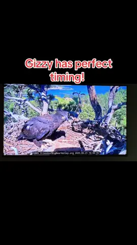 A post by @tanklucca on TikTok caption: #jackieandshadow #bigbearcalifornia #gizmo #sunny 