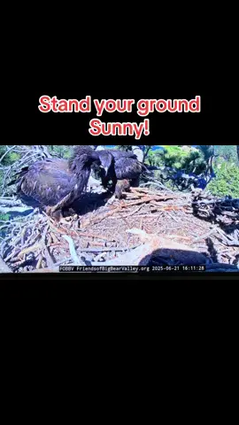 A post by @tanklucca on TikTok caption: #jackieandshadow #bigbearcalifornia #sunny #gizmo 