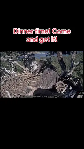 A post by @tanklucca on TikTok caption: #jackieandshadow #sunny #bigbearcalifornia #gizmo 