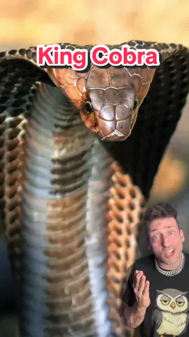 A post by @oddanny on TikTok caption: The King of Nope Ropes #kingcobra 