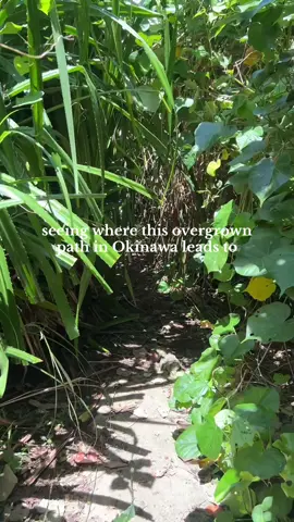 A post by @momentswithmoriah on TikTok caption: I’m scared of habu snakes but I’ll always follow hidden paths here 😆 #Okinawa #沖縄 #okinawabeach 