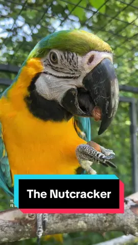 A post by @geckoemmy on TikTok caption: Let's see what Amanda, the blue and gold macaw, can do with some common seeds and nuts. That beak carries some serious force! I'm glad she would rather use it on snacks than me #macawbeak #parrotfeeding