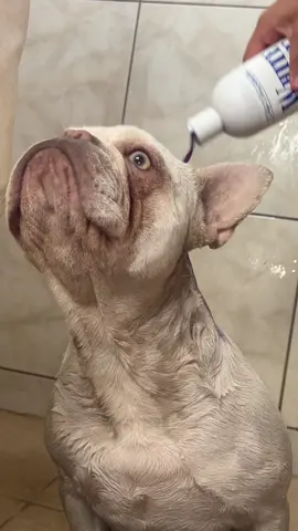 A post by @bbaleysha on TikTok caption: #showertime #luna #frenchie 