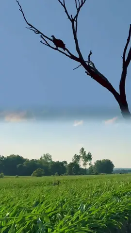 A post by @sammysolo0 on TikTok caption: God bless the USA ❤️ #countryliving #usa #eagles #buck #countryroads #america 