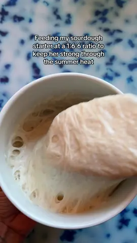 A post by @wheatculture on TikTok caption: Feeding and measuring my sourdough starter to keep her strong this summer #sourdoughtiktok #sourdoughstarter #sourdough #sourdoughtok #sourdoughasmr #sourdoughcrunch #sourdoughbread #sourdoughclub 