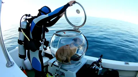 A post by @wttproducts on TikTok caption: What other dog or animal would you like to see underwater next to sea life? 🐠 