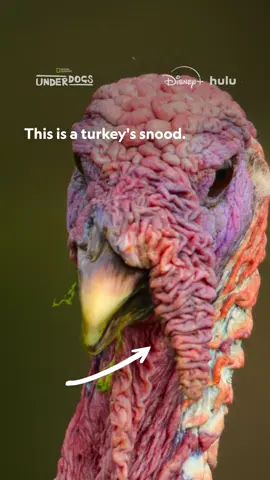 A post by @natgeo on TikTok caption: Finding a mate can be difficult, but these male turkeys have got a trick up their sleeve... or on their face, at least. Watch #Underdogs, Sundays at 9/8c on National Geographic. Now streaming on @Disney+ and @hulu. 