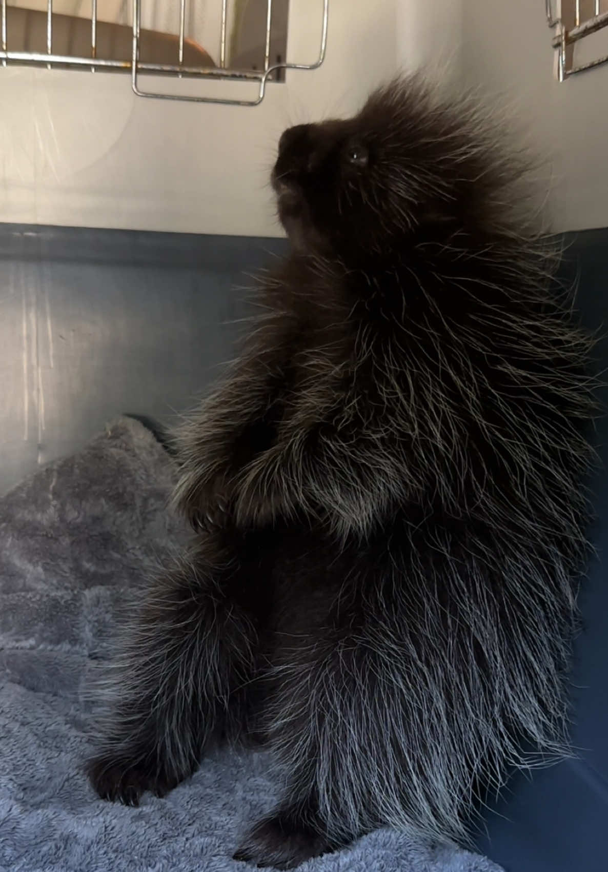 A post by @thereallifesnowwhite on TikTok caption: Who knew that porcupines were this cute??? 