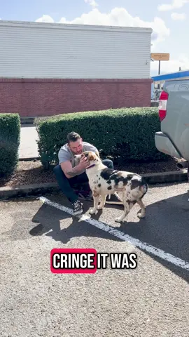 A post by @theasherhouse on TikTok caption: If you watch my videos you've seen Moo right at my side, here's his story 💙