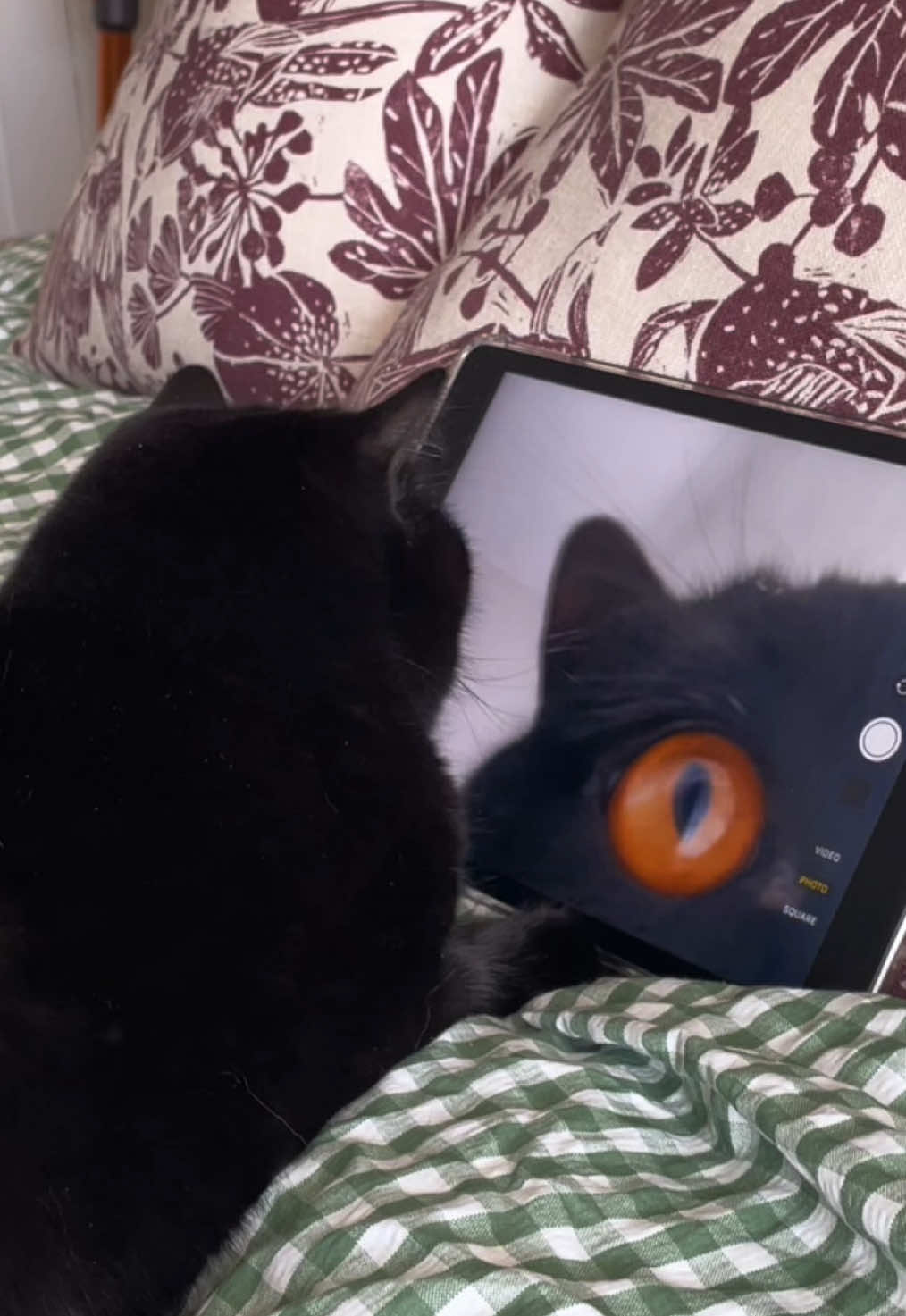 A post by @clementinemeows on TikTok caption: her new obsession 🟠_🟠 #cats #camera #orangeeyes 