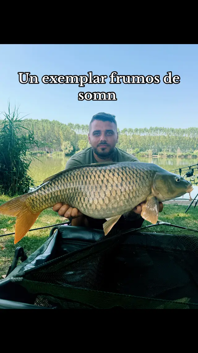 A post by @alex_carpfishing99 on TikTok caption: #carp #carpfishingitalia #carpfishing #pesca #carpenter #pescuit #pescuitsportiv #pescuitlacrap 