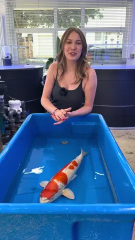 A post by @modernkoi on TikTok caption: Der One More Koi diese Woche ist jetzt online 🤩 Bietet mit unter www.konishi-koi.com #konishi #Koi#karashi #carp #konishikoi #teich #pond #japan  #japanesekoi#modernkoi #nishikigoi  #fyp #fypage #foryoupage #karpfen #showa #sansai #tosai #nisai #explorepage