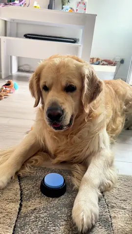 A post by @therxckstxr on TikTok caption: Rodney Was Ready To Wear The Batteries Down On His Treat Button! 😂 Video from FanFam @Emily Holland #goldenretriever #goldenretrieverlife #fyp #fypシ #fypシ゚viral 