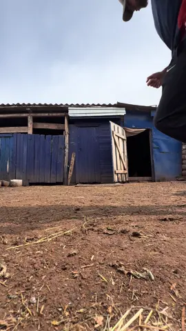 A post by @aidarkin on TikTok caption: Опасный петушок на районе
