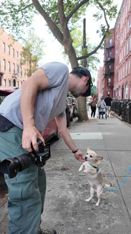 A post by @thedogist on TikTok caption: Milo is part Chihuahua, part Dachshund, part bunny #thisdogwillchangeyourlife #dogs #nyc 