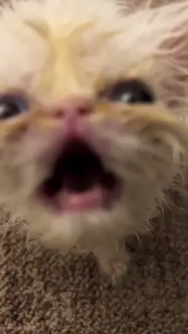 A post by @ragstorichesanimalrescu on TikTok caption: Just in case you forgot #fyp #foryou #foryoupage #rescue #rescuekitten #kitten #kittens #follow #followus #rescuecat #rescuekittenoftiktok #wisp #kittenlove #staystinky 