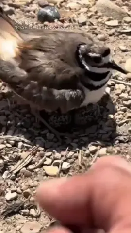 A post by @escardii on TikTok caption: Pajarito y Huevitos 🥚🥚 con @Noah de Diego #parati #escardi #noahdediego 