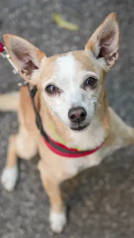A post by @doggodaiily on TikTok caption: Villa 🥰❤️ , #caniditorino #adozione #roma 