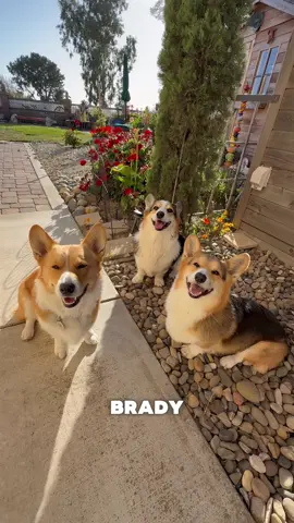 A post by @bradygraffiti_corgis on TikTok caption: Meet my parents’ corgi, Lou! 