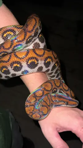 A post by @fishingarrett on TikTok caption: Exploring the remote Amazon rainforest! #foryou#fyp#wildlife#Amazon#rainforest#Jungle#educational#viral#snake#spider#frog#toad#animals#boa#rainbow#nature#professional#nature#night#conservation#explore#Peru#SouthAmerica#foryoupage#everglades#florida#wilderness