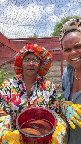 A post by @iamtabithabrown on TikTok caption: My mother in law is here and is helping me with my garden, but she also said I’ve been doing a good job!! And she like my strawberries after she got pass the shape 😂😂 Now what you got to say @teamchancebrown ?? My thumb is getting closer to green everyday 😂😂 #tabithabrown #garden #love #plants