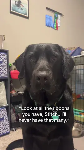 A post by @servicedog626 on TikTok caption: Morrow finally gets his own ribbon wall after doing both FastCAT and Dock Diving this weekend! He’s got a long ways to go if he wants to catch up to his brother Stitch and his 73 ribbons though 😅 (Yes Stitch really has 73 ribbons, we counted haha!) #poodle #standardpoodle #showdog #sportdog #dockdivingdog #dockdiving #nadd #akc #fastcat #lurecoursing #lab #blacklab #labradorretriever 