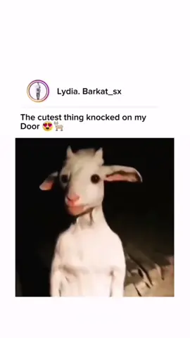 A post by @badge502 on TikTok caption: Alright you have to be out of your mind!!! Absolutely not, the last thing I need is "A GOAT" from Fortnite staring through my peephole.Byeeee!!! #comedy #ems #emt #fyp #medical #trauma #medtok #emergency #emergencyroom #doctor #nurse #ambulance #BookTok #police #fire #gym #Fitness #construction #DIY #chef #kitchen #cook #ice #culinary #jumpscare #horror #goat