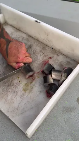 A post by @tylerbarnes_catfishing on TikTok caption: Catfishing is life! #fishing 