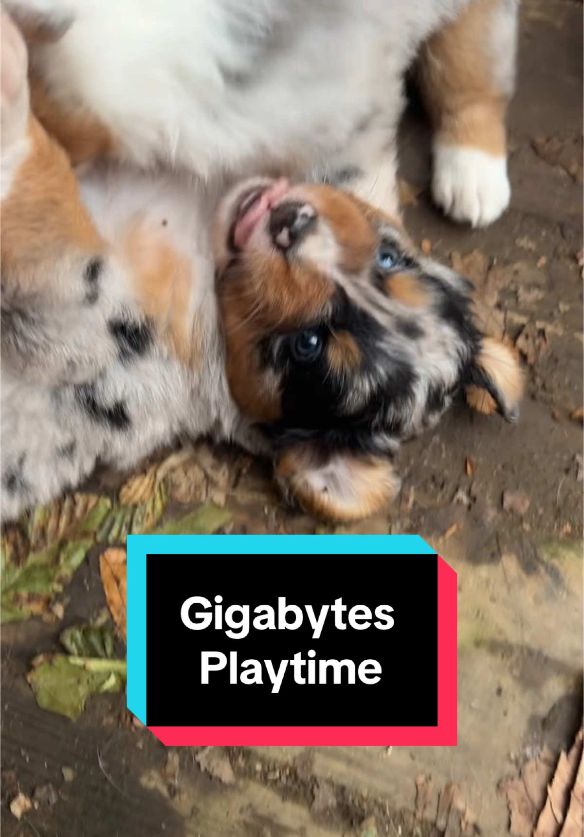 A post by @telltaleaussie on TikTok caption: Almost 5 week old puppy shenanigans! #telltaleaussie #aussie #australianshepherd #undockedaussie #aussieswithtails #skyquakeaussies #puppyraising #cute #fyp #puppy 